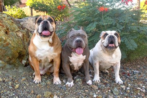 English Bulldog Pitbull Mix Info Pictures Facts Faqs And More