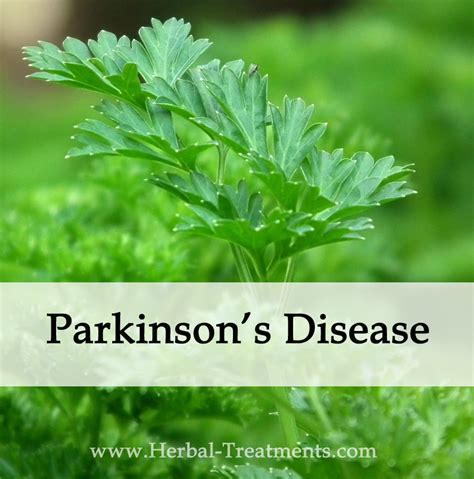 Herbal Medicine For Parkinsons Disease Caraf Avnayts Herbal Treatments