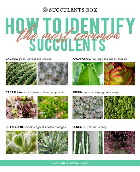 How To Identify Types Of Succulent Part Iii Cactus Senecio Crassula