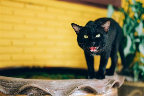 While the taming process may be very stressful and sometimes painful, it is important that you stick with it and do all you can to support and tame the kitten. How To Tame Feral Cats And Kittens?