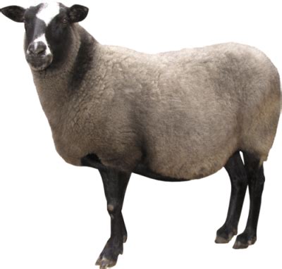 Sheep PNG Vector Images With Transparent Background TransparentPNG