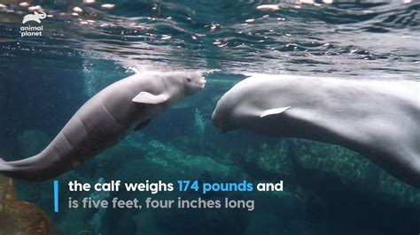 Science Channel Georgia Aquarium Welcomes A New Beluga Whale Calf
