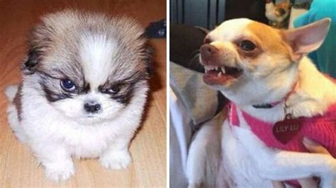 6 Memes De Perros Enojados Para Hacer Stickers Y Compartir En Whatsapp