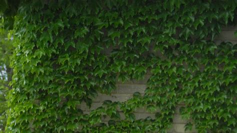 Free Download Wall Of Ivy Wallpaper Forwallpapercom 4000x3000 For