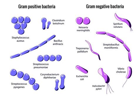 Gram Negative Rods And Gram Positive Cocci