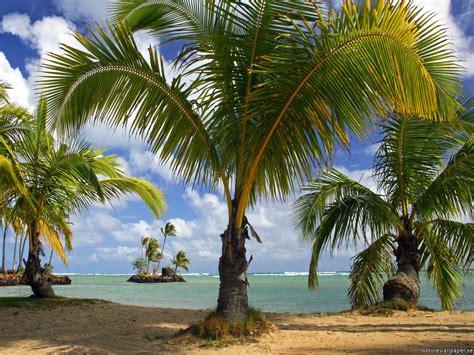Palm Tree Islands Image Id 15191 Image Abyss