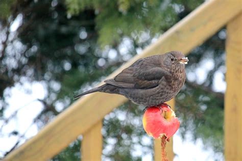 Burung hantu kini banyak dijadikan sebagai binatang peliharaan. Cara Merawat Burung Baru agar Kerasan di Rumah