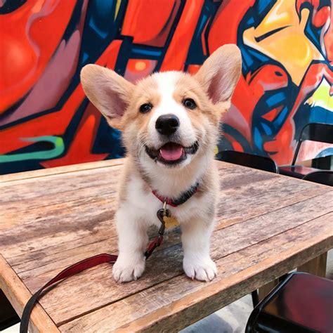 Or check out the complete list of all corgi rescues in the usa! The descriptive Guide to Female Corgi Puppies For sale ...