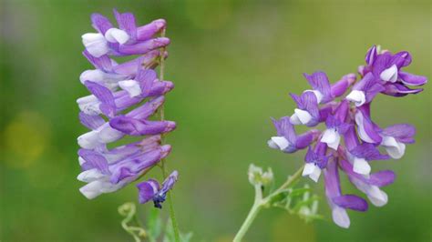 Hairy Vetch Nc State Extension