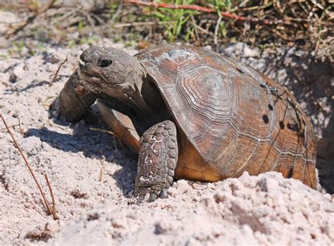 Lawsuit Seeks Gopher Tortoise Protections In Florida Palm Beach