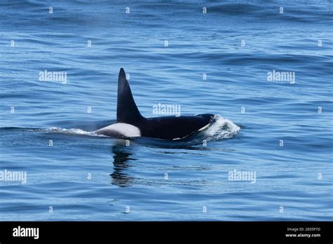 Orca Killer Whale Stock Photo Alamy