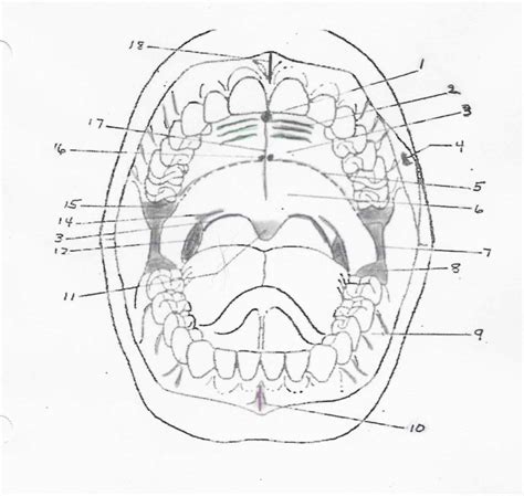 Oral Cavity Diagram