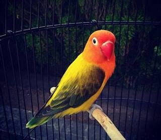 Banyaknya pilihan warna ini tentu menjadi daya tarik sendiri yang menjadikan lovebird semakin digemari para pecinta. 11 Jenis Warna Lovebird Termahal Dan Tercantik Paling ...