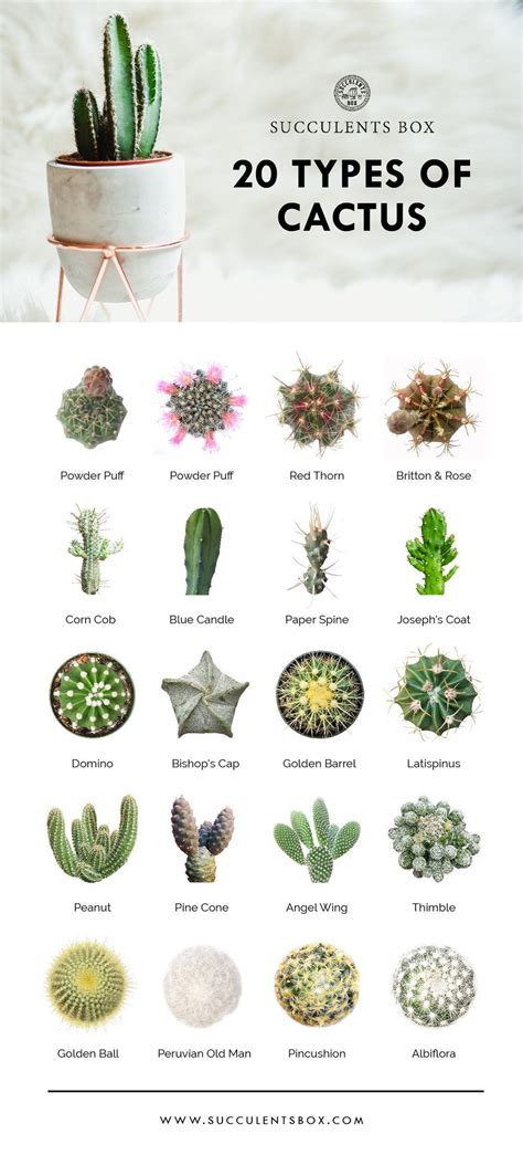 Flowering Cactus Plants Identification List Emma Flower