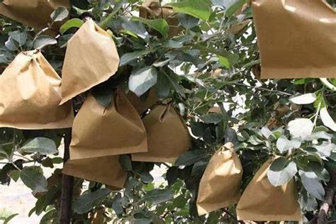 Agrowpaper Fruit Growing Bags Buyers Guide From Agrow