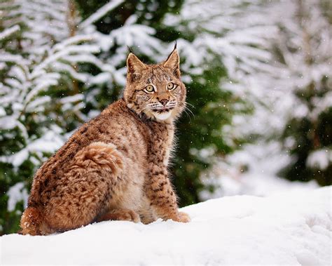 Cats Lynx Snow Wildlife Winter Predator Animal Hd Wallpaper