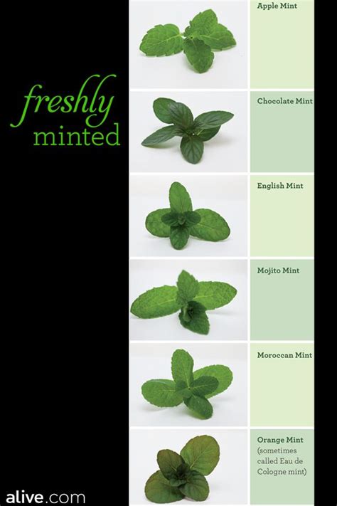 Freshly Minted Alive Types Of Mint Plants Peppermint Plants Mint