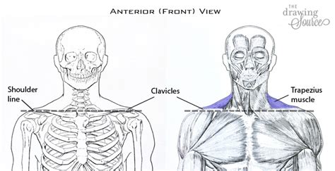 Let's begin with human drawing basics. Drawing Figures: 5 Ways to Start a Figure Drawing