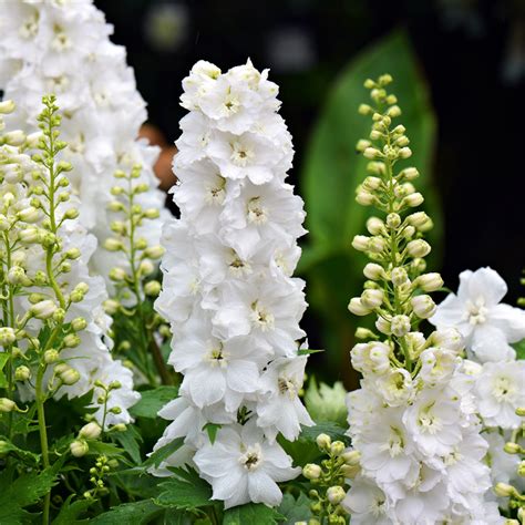 Consolida Larkspur White King The Small Batch Nursery