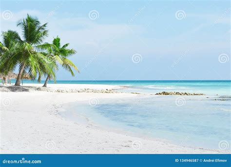 Turquoise Seatropical Beach Palm Trees White Sand And Palm Trees