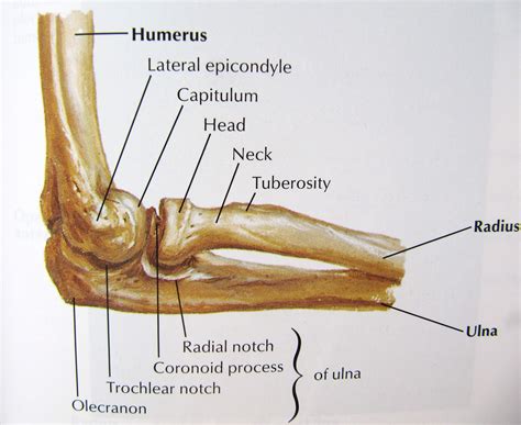 Human body limb bone arm scapula anatomy organ vector. Notes on Anatomy and Physiology: The Elbow-Forearm Complex ...