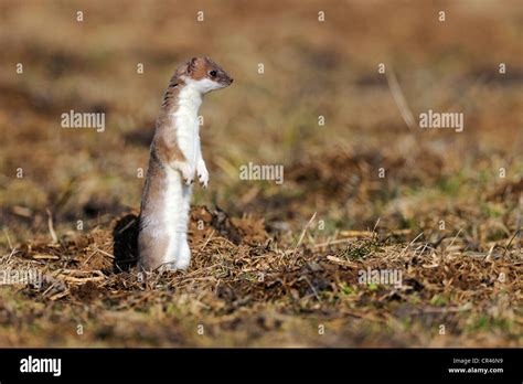 Stoat Ermine Or Short Tailed Weasel Mustela Erminea In Summer Coat