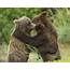 Brother Bear Adorable Moment Embraces His Sister For A Cuddle 
