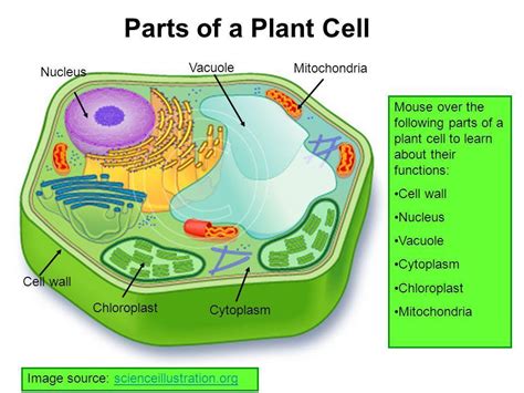 Parts Of A Plant Cell Diagram