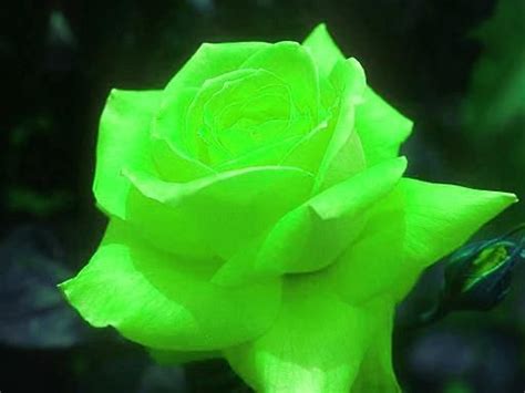 A Neon Green Rose Color My World Pinterest