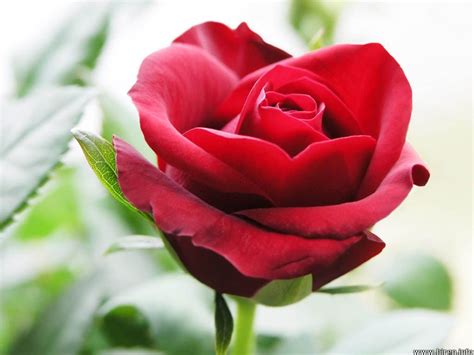 Single Red Rose Flowers Flower Hd Wallpapers Images Pictures