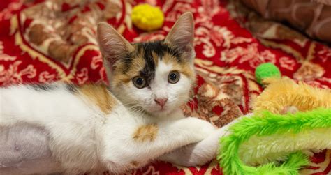 For a small entry fee, guests can bring their coffee inside while they cuddle all of our feline residents. A Purrfect Date at the Orlando Cat Cafe in Clermont