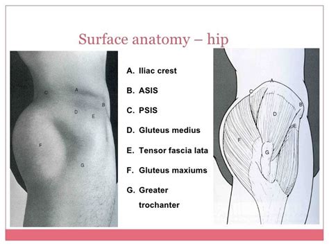 An Image Of The Back And Side Of A Man S Stomach