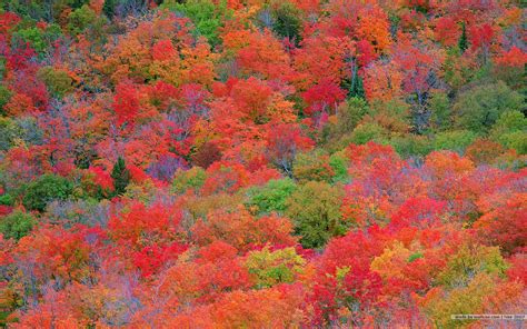 76 Fall Colors Desktop Wallpaper On Wallpapersafari