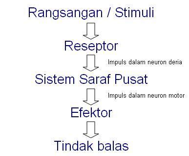 Saraf tersusun dari berkas serabut penghubung (akson). Bab 2 - Koordinasi Badan (Body Coordination) - nota sains
