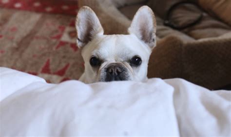 The breed is the result of a cross between toy bulldogs imported from england and local ratters in paris, france, in the 1800s. How To Clean Your French Bulldog's Ears - What The Frenchie