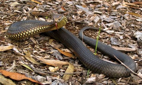 Top 10 Most Dangerous Animals In Australia Youtube Vrogue