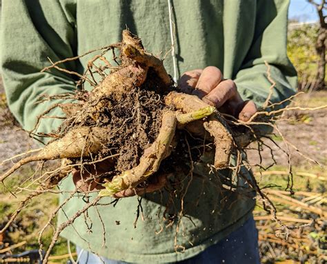 Digging Up And Storing Dahlia Tubers For Winter The Martha Stewart Blog