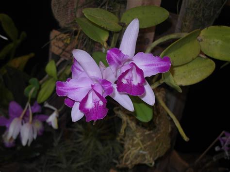 Grow And Care Cattleya Intermedia Orchid The Intermediate Cattleya Travaldo S Blog