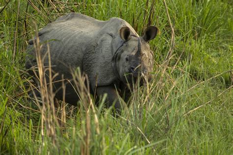 Nepals Rhino Numbers Increase By 21 Wwf Uk