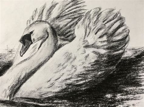 Swan Drawing By M Palichleb Art Artmajeur