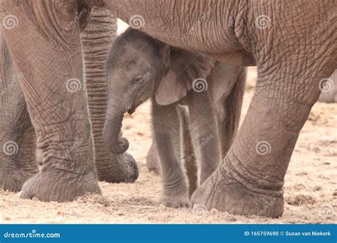 Baby Elephant In The Herd Stock Photo Image Of Africa 165759690