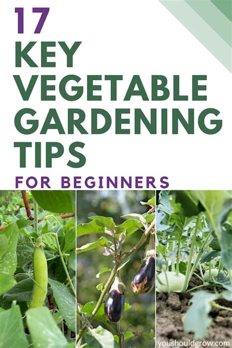 17 Key Vegetable Gardening Tips For Beginners You Should Grow