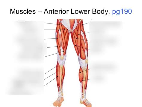 Lower Body Diagram Lower Body Diagrams • Lzr Ultrabright Powerful