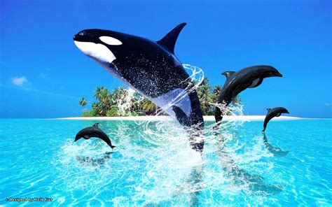 Beautiful Whales Desktop Wallpapers Top Free Beautiful Whales Desktop