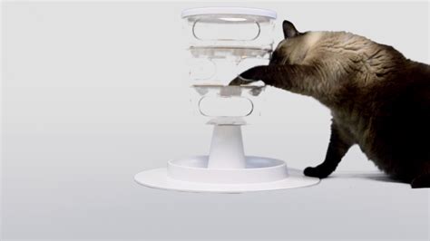 Every cat is different, so it. Cat-tested food puzzles - YouTube