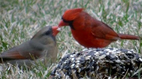 Birds Kissing Cardinals Kissing Youtube