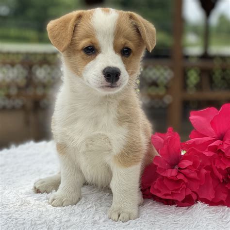 They were considered the same breed until 1934 when the akc recognized them as a separate breeds. Pembroke Welsh Corgi Puppies For Sale - Sadie Riehl dog ...