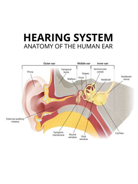 Hearing System Chart Anatomy Of The Ear Etsy In 2022 Anatomy