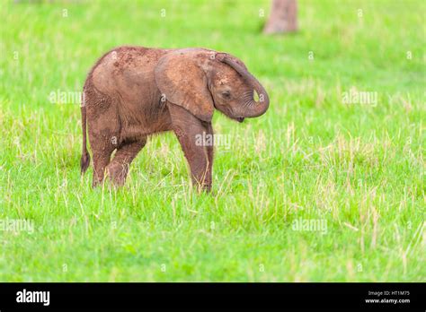 A Mother And Baby African Elephant Loxodonta Africana Seen On The