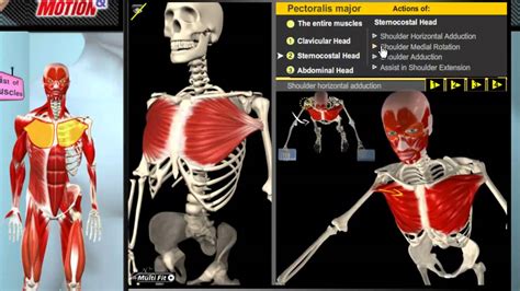 Muscular Anatomy Of Human Torso